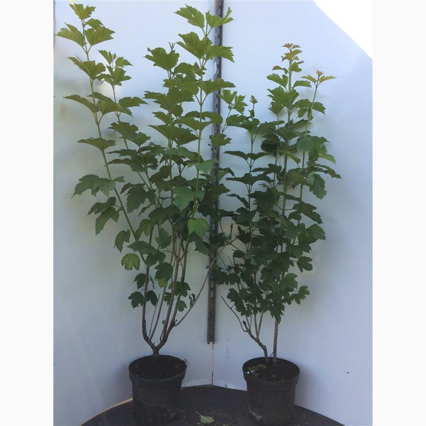 Skogsolvon – Viburnum opulus - C7.5 80-100 CM